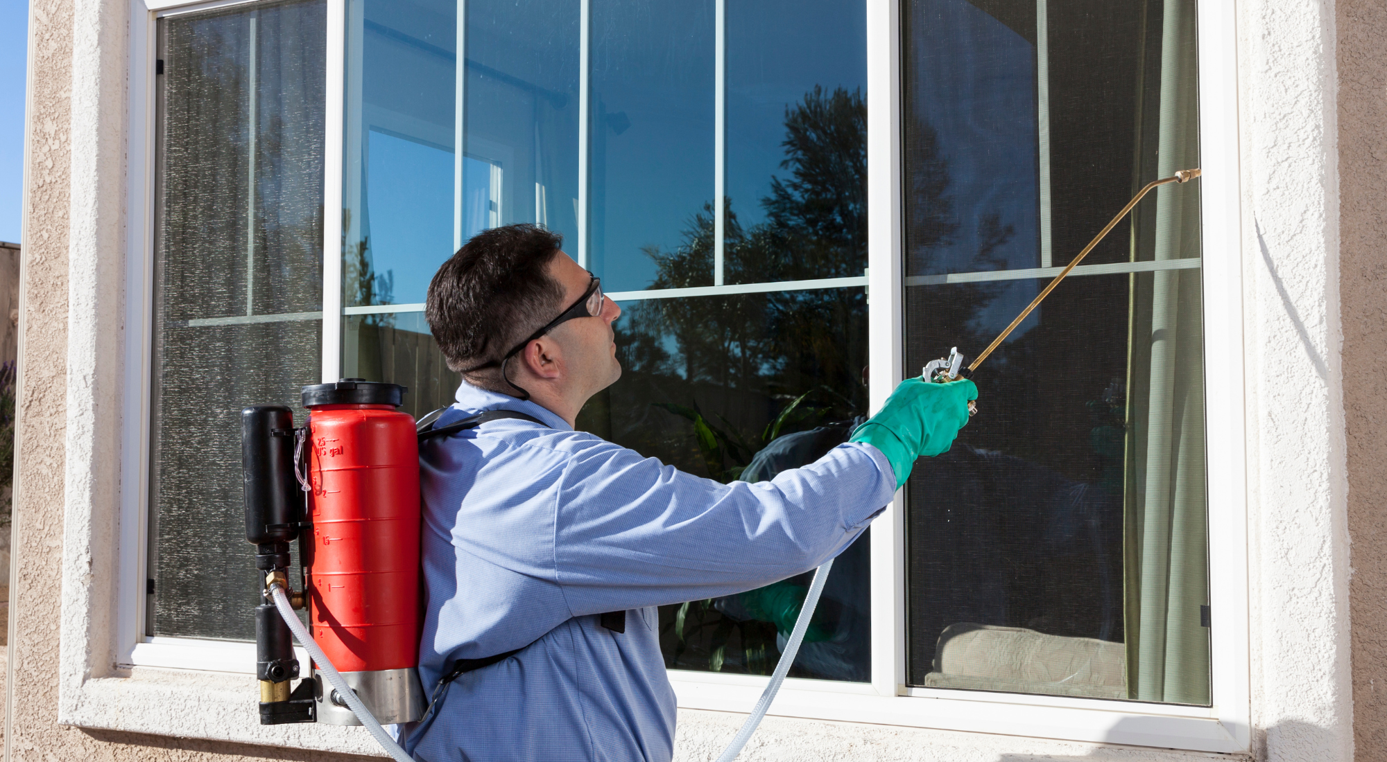 Infestation in spring seasons