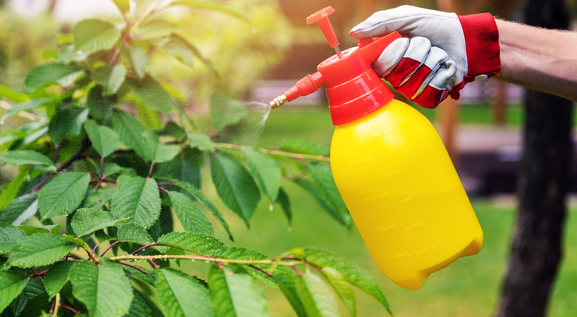 Bioremedation for pest control