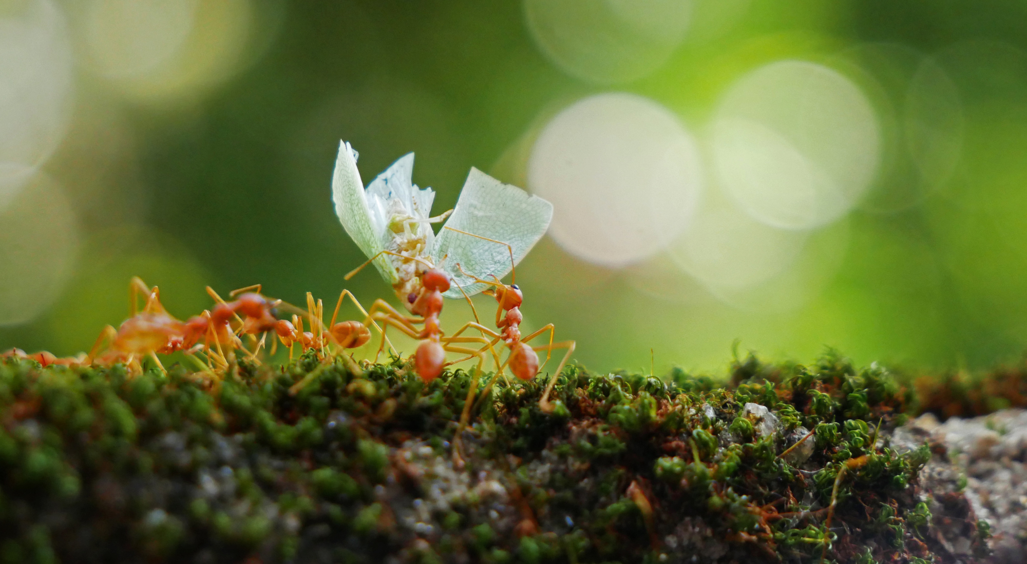 household pests life cycle