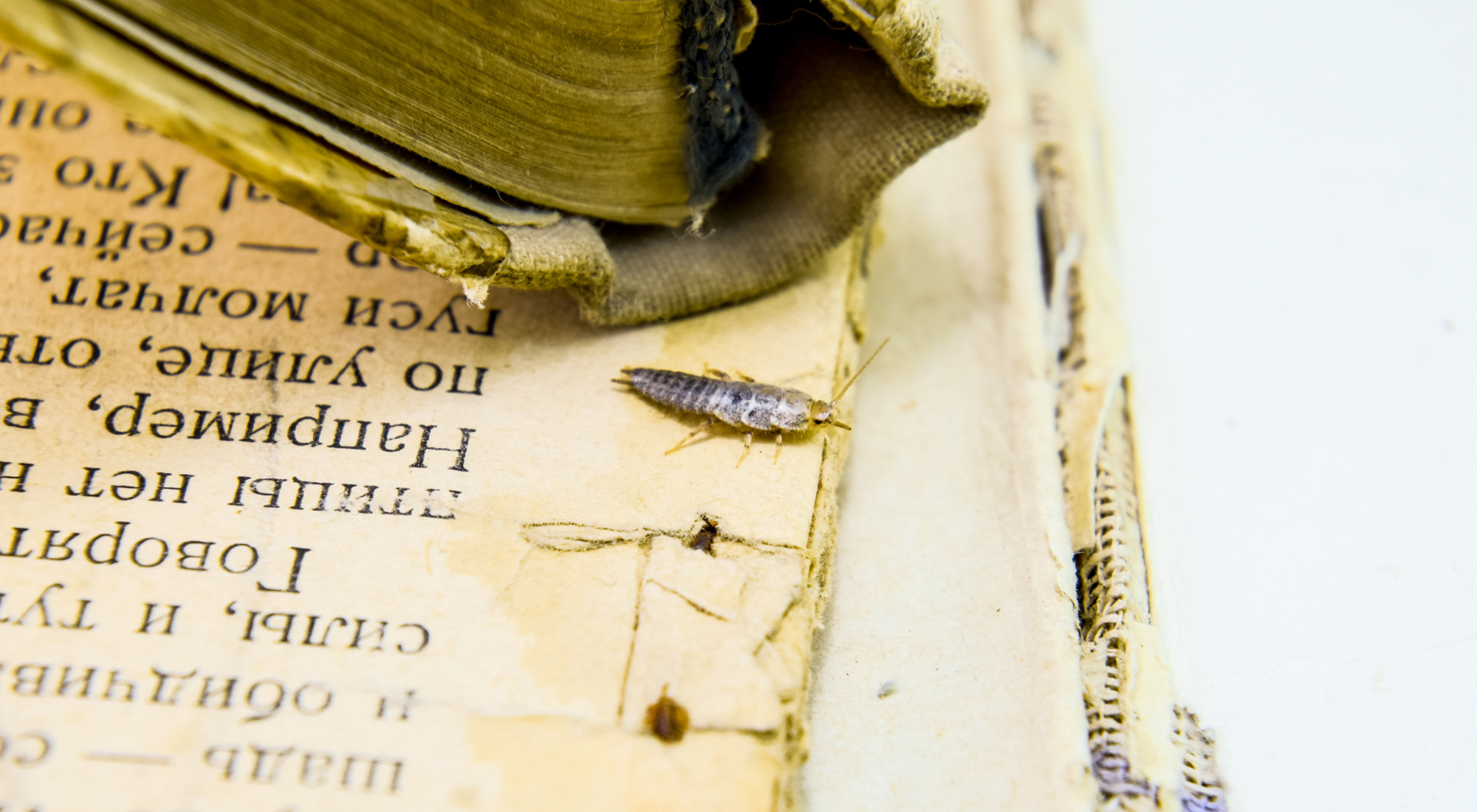 Close-up image of a silverfish on the book