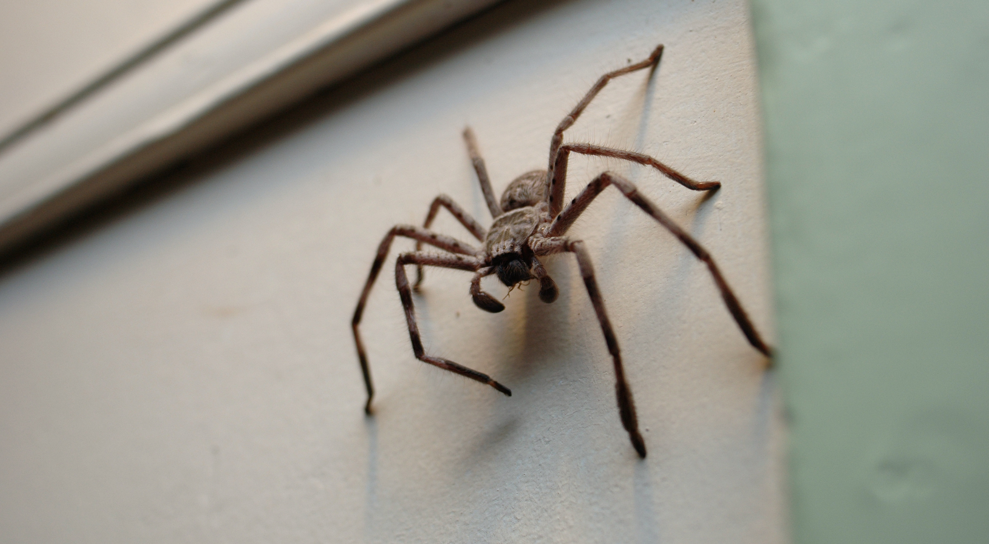 Spider on the wall of a house