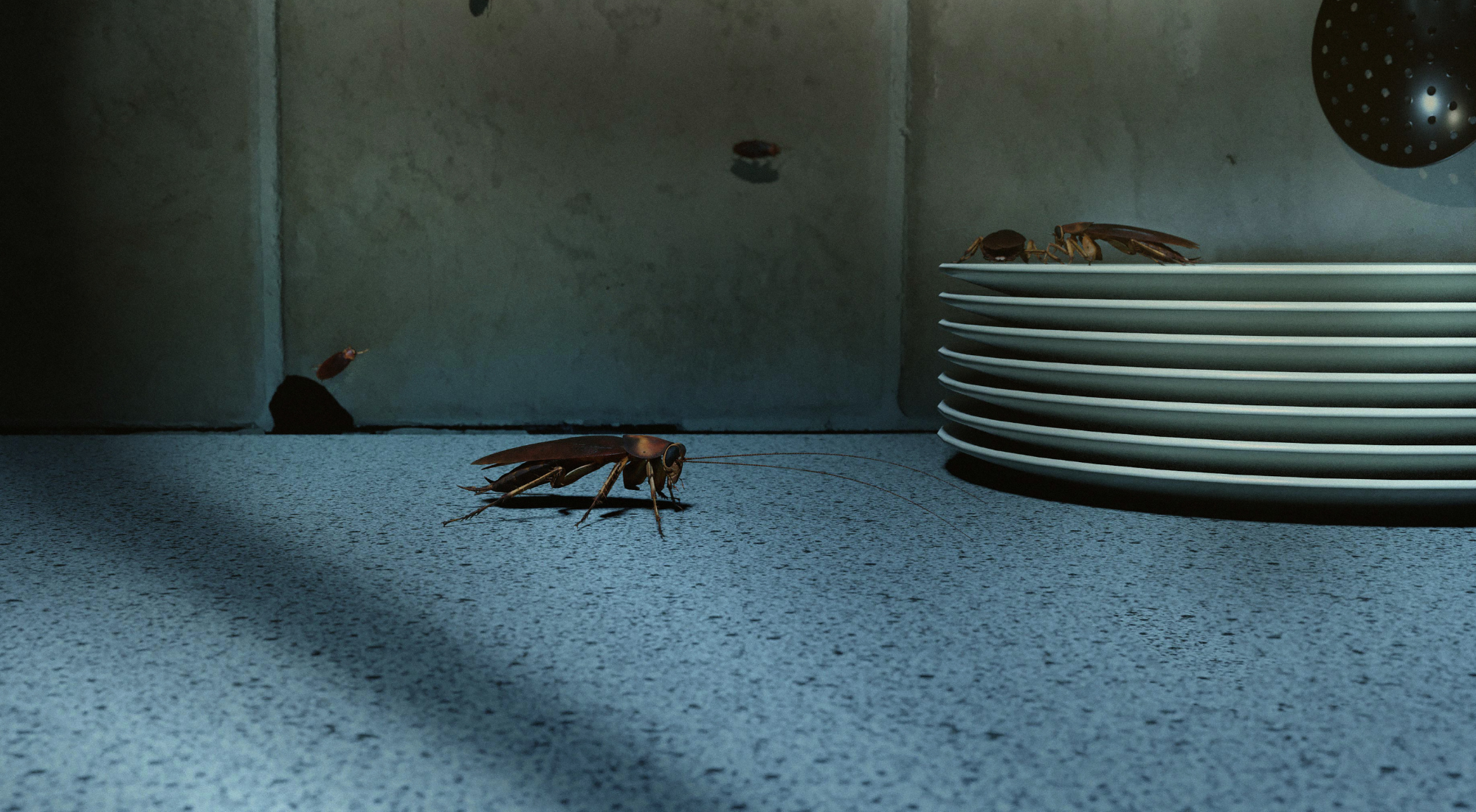 Cockroach control in Hamilton Apartment