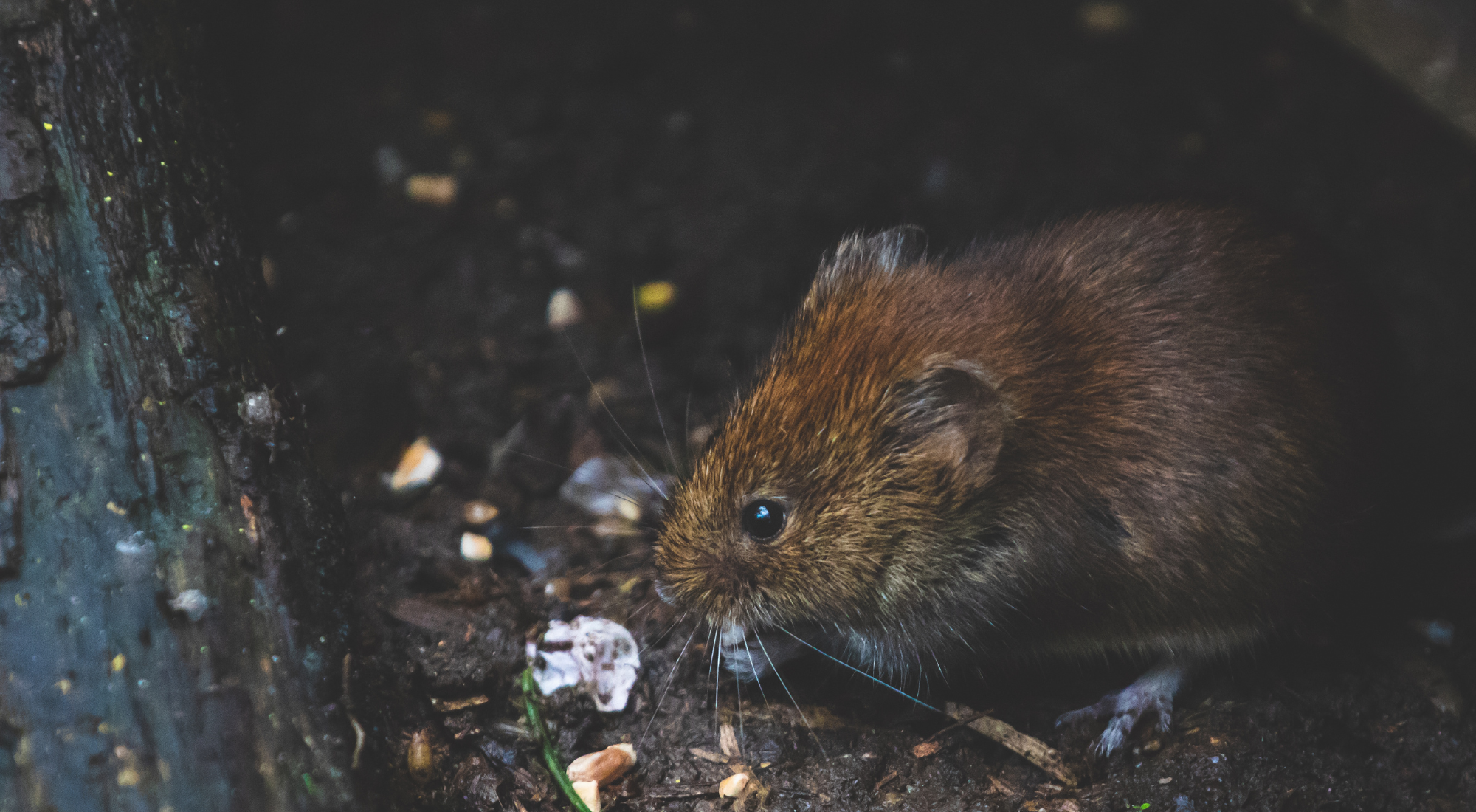 Rodents Pest Problems in Hamilton