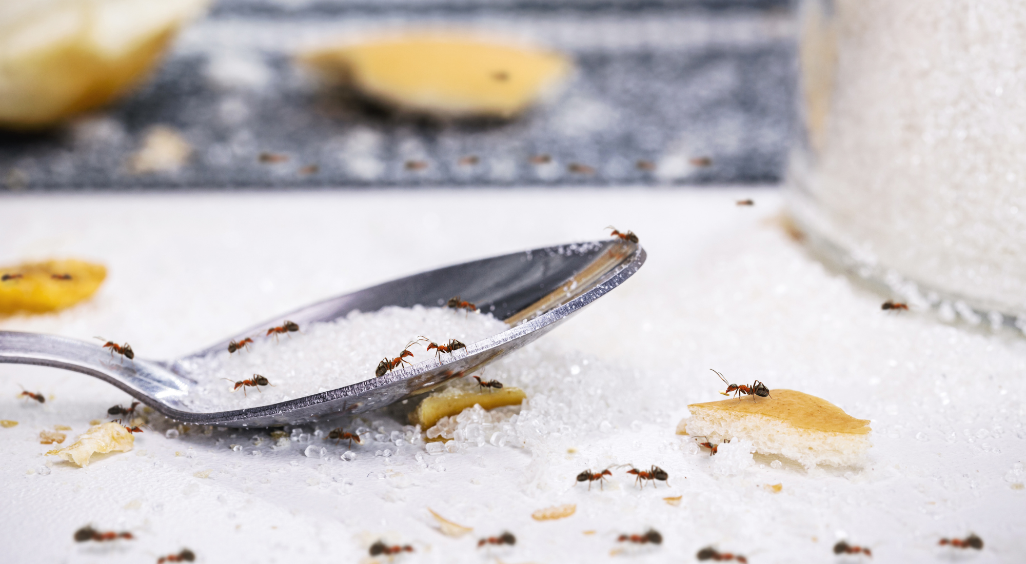 Ant infestation addressed by sustainble pest control in Hamilton