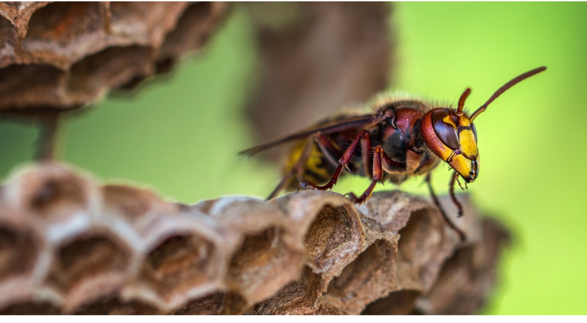 Professional wasp nest removal in Hamilton home using eco-safe methods