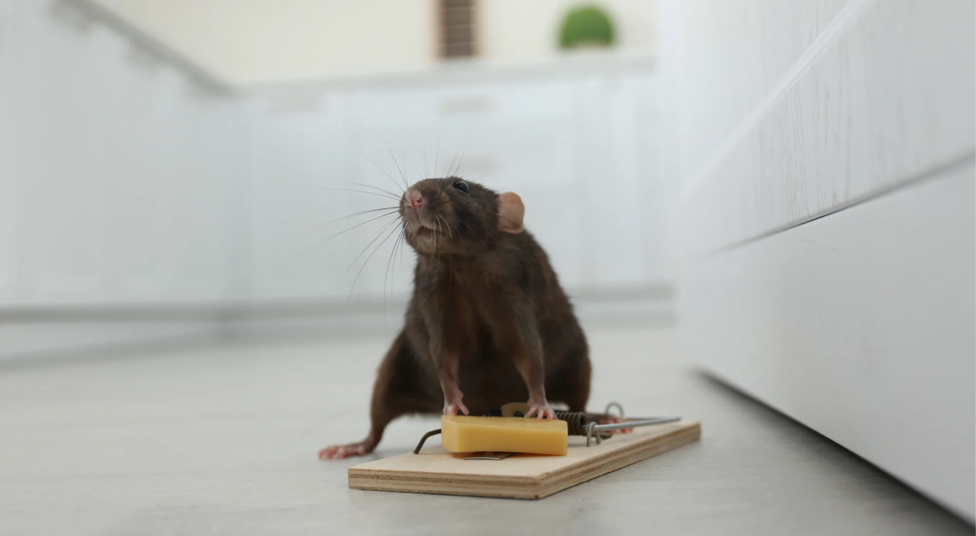 Rat infestation during summer heat – a common pest issue in Canada requiring effective prevention tips